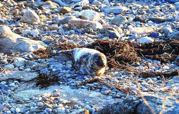 A young grey seal near Three Trees on Ocean Point. A group of volunteers including John and Pat Waldman saved the seal from the rocks. Grey seals aren't typical visitors to the area; they prefer the colder waters closer to Canada. Courtesy of Sue Goodrich