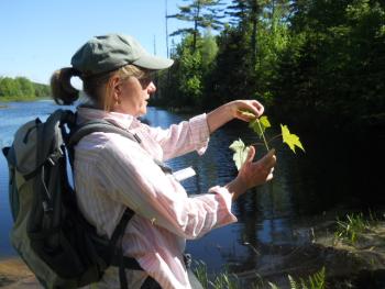 Lauren Stockwell explains leaf identification techniques at the wetlands at Lobster Cove Meadows. Courtesy of Rita Arnold