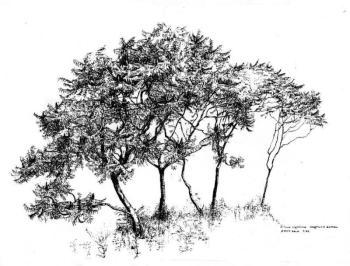 Dick Rauh, whose "Tree Sketches" will be on view at Coastal Maine Botanical Gardens in August, will focus on drawing plants when he teaches a week-long art course from August 5-9. Courtesy of Dick Rauh 