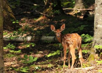 Deadline for entering SVCA’s fifth annual People’s Choice Photo Contest is September 3, 2013. Pictured is a 2012 entry “What Big Ears you have My Deer,” by Katherine Davis.