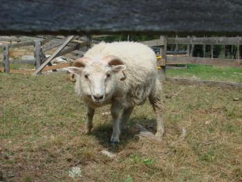 Icelandic sheep Goliath is one of fiber artist Susie Stephenson's 36 fiber-growing animals at home on Edgecomb's River Road. SUSAN JOHNS/Wiscasset Newspaper