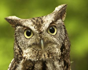 Chewonki will present its live Birds of Prey program at the Sheepscot Valley Family Festival on Sunday, September 8 in Sheepscot Village. Screech Owl photo courtesy of Chewonki.