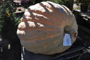 The biggest pumpkin this year was grown by Jefferson’s Edwin Pierpont and clocked in at 1,196 pounds. Pierpont’s was just one of several extra-large pumpkins getting prepped to be displayed throughout Damariscotta. BEN BULKELEY/Wiscasset Newspaper