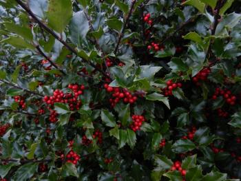 Eva Murray, holly bushes