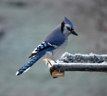 Blue jay