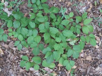 Poison Ivy