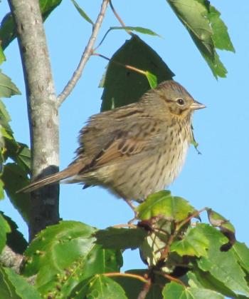 Lincoln’s Sparrow, John James Audubon, Maine