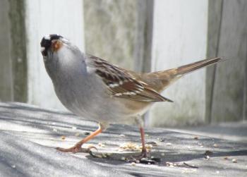 white-crowned sparrow