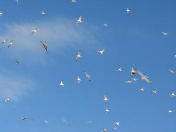 gulls, birds, flight, herring gulls