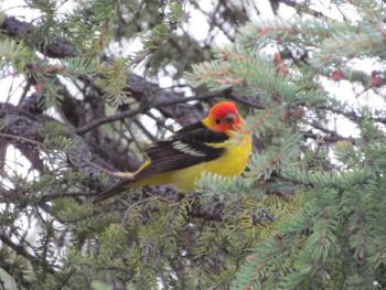 birds, birding, birders, western tanager, townsend’s solitaire, dark-eyed junco, scarlet tanager, Viles Arboretum, Reid State Park, varied thrush, Jeff and Allison Wells, Jeff Wells, Allison Childs Wells, Boothbay Harbor, Boothbay Register, Maine, British Columbia, California 