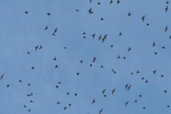 Bohemian waxwings, flocks, birds, Jeff Wells