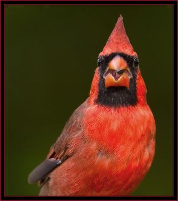 northern cardinal