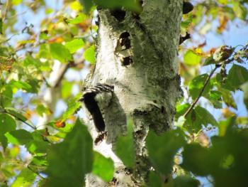 Downy Woodpecker, Jeff  Wells