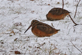 American woodcock, snow storm