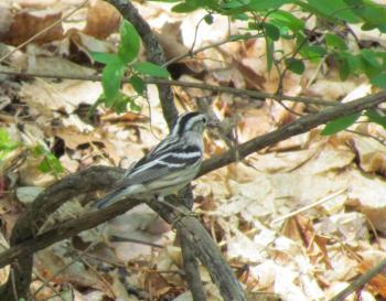 Black-and-white warbler, Jeff Wells, Boothbay Register