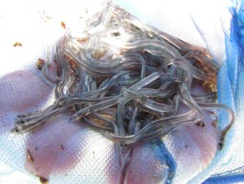 glass eels, Kennebec River, Jeff Wells