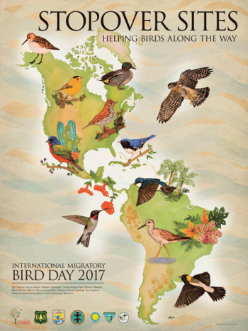 migratory birds, IMBD, International Migratory Bird Day