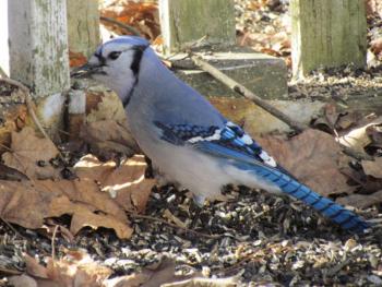 Blue Jay, Jeff Wells, Boothbay Register, maine