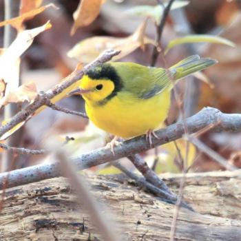 Hooded warbler, Maine, Boothbay Register, Marion Sprague