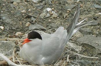 Common Tern, Maine, Boothbay Register, Jeff Wells