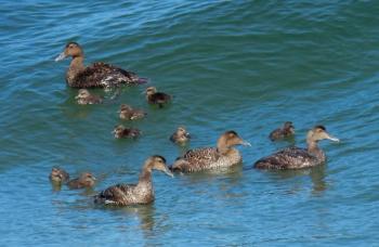 Common eider, Jeff and Allison Wells, Boothbay Register