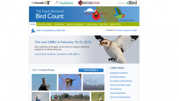 Great Backyard Bird Count, Boothbay Register, Cornell, Aubudon