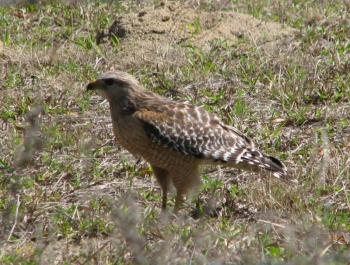 red-shouldered hawk, Boothbay Register, Jeff and Allison Wells