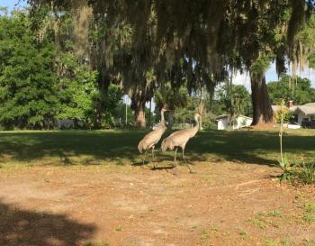 sandhill cranes, Boothbay Register, Allison Wells