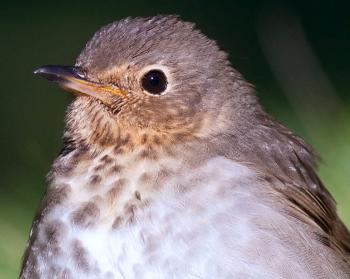 Swainson’s thrush, thrushes