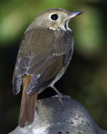 Hermit Thrush, birds, Boothbay Register, Maine