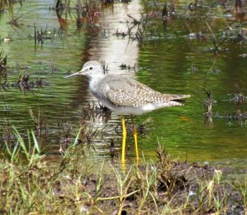 Less Yellowlegs, Boothbay Register, Year of the Bird, Jeff Wells