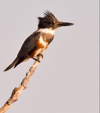 belted kingfisher