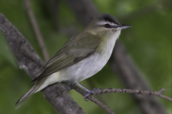 Red-eyed vireo. Boothbay Register