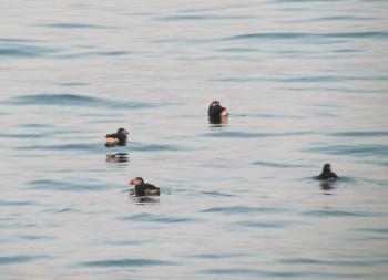 Atlantic puffins, Allison Wells, #bird-column