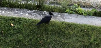 Hooded crow, Jeff Wells, Boothbay Register