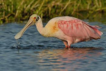 roseate spoonbill, Boothbay Register, Maine, Michiel Oversteegen