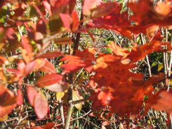 Coastal Maine Botanical Gardens