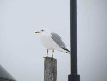 gulls, Boothbay Register, Jeff Wells