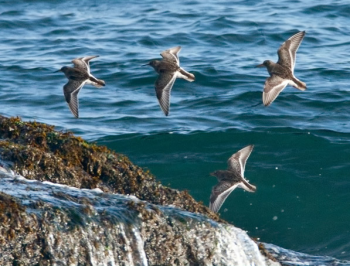 Purple Sandpipers, Boothbay Register, Jeff and Allison Wells