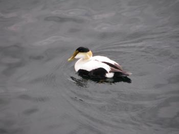 #bird-column, common eider, Boothbay Register, Jeff and Allison Wells