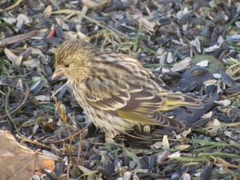 #bird-column, pine siskin, Jeff Wells, Boothbay Register