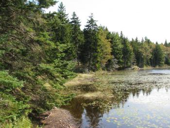 Tibbetts Pond-Ocean Point, Boothbay Register, #bird-column