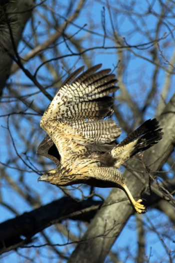 great black hawk, Boothbay Register