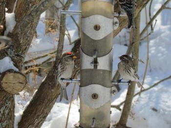 #bird-column, Common Redpoll, Jeff Wells, Boothbay Register 