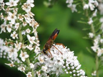 Great Golden Digger, wasp, iNaturalist, Boothbay Register, Jeff Wells