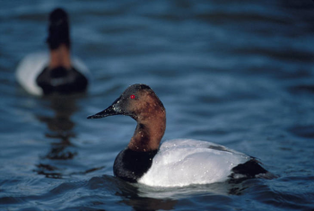 canvasback, duck, Boothbay Register, Wiscasset Newspaper