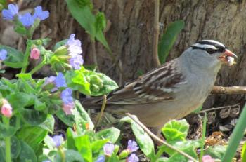 world sparrow day, white-crowned sparrow, Boothbay Register, Jeff Wells