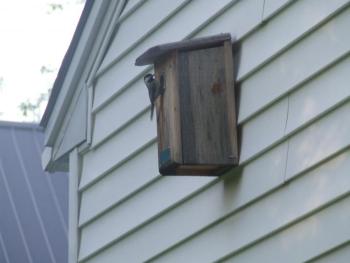 #bird-column, black-capped chickadee, Allison Wells, Boothbay Register