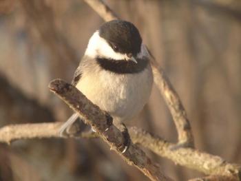 black-capped chickadee, Beth Comeau, Boothbay Register