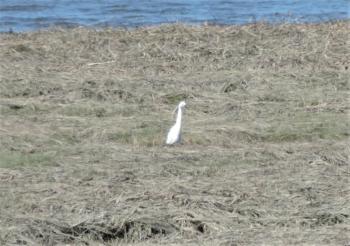 little egret, maine